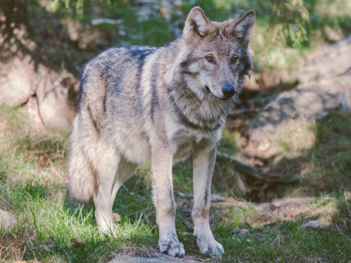 gray and black wolf standing near tree trunk during daytime