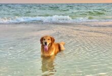 brown short coated dog on body of water during daytime