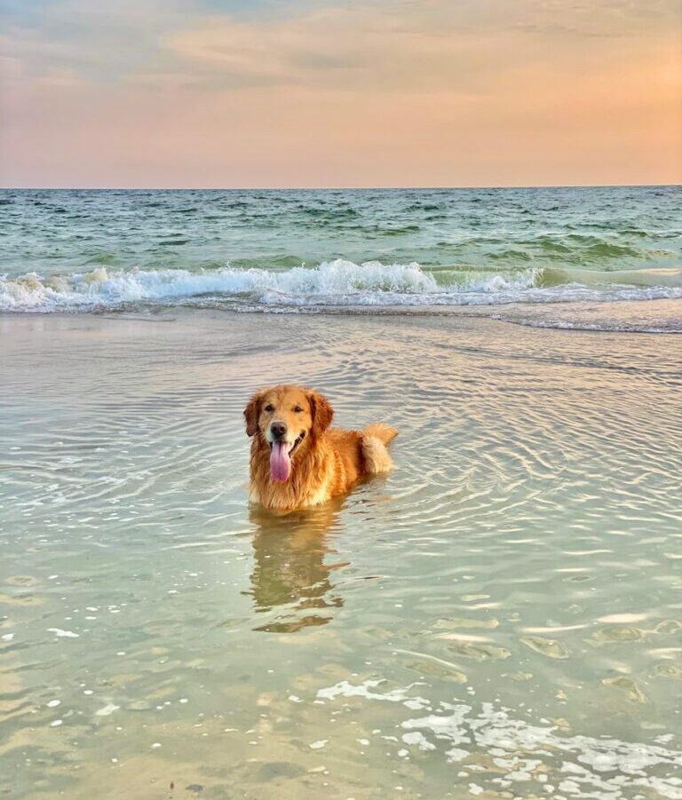 brown short coated dog on body of water during daytime