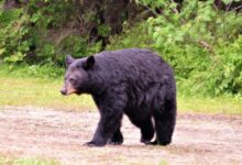 black bear on soil ground near trees
