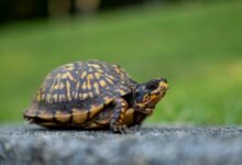 a close up of a small turtle on a road