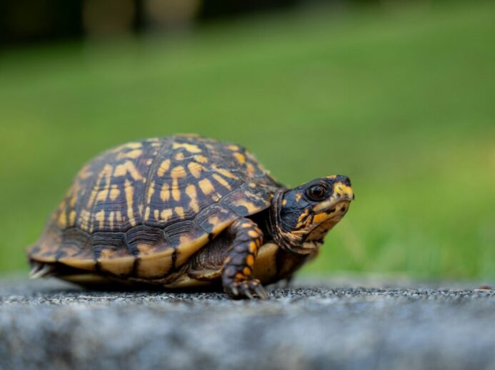a close up of a small turtle on a road