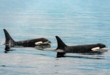 two black and white orca swimming in a body of water