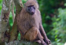 brown monkey sitting on branch