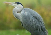 gray and white crane bird
