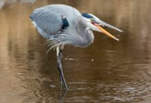 gray bird on body of water during daytime