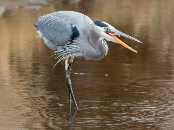 gray bird on body of water during daytime