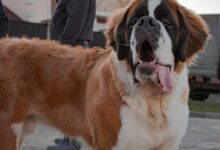 brown and white saint bernard
