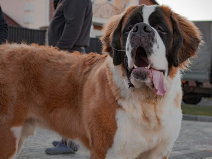 brown and white saint bernard