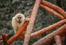 a monkey sitting on top of a tree branch