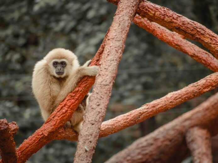 a monkey sitting on top of a tree branch