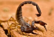A scorpion crawling on a piece of wood
