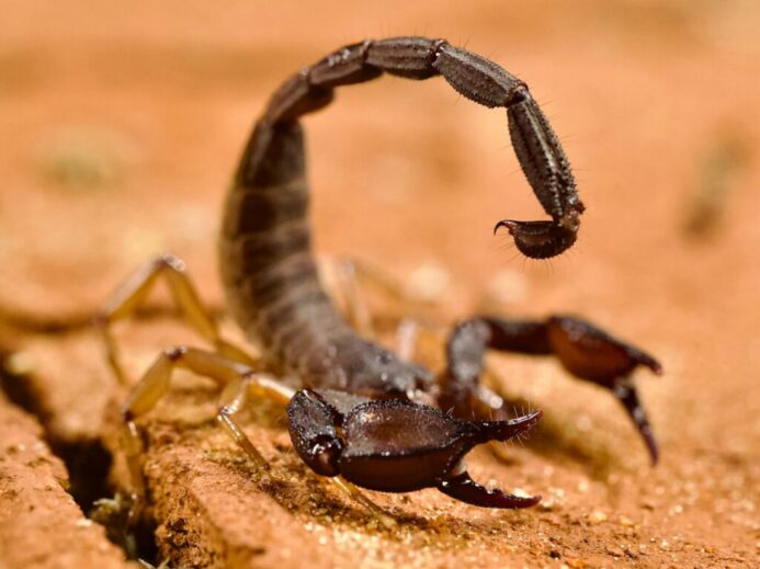 A scorpion crawling on a piece of wood