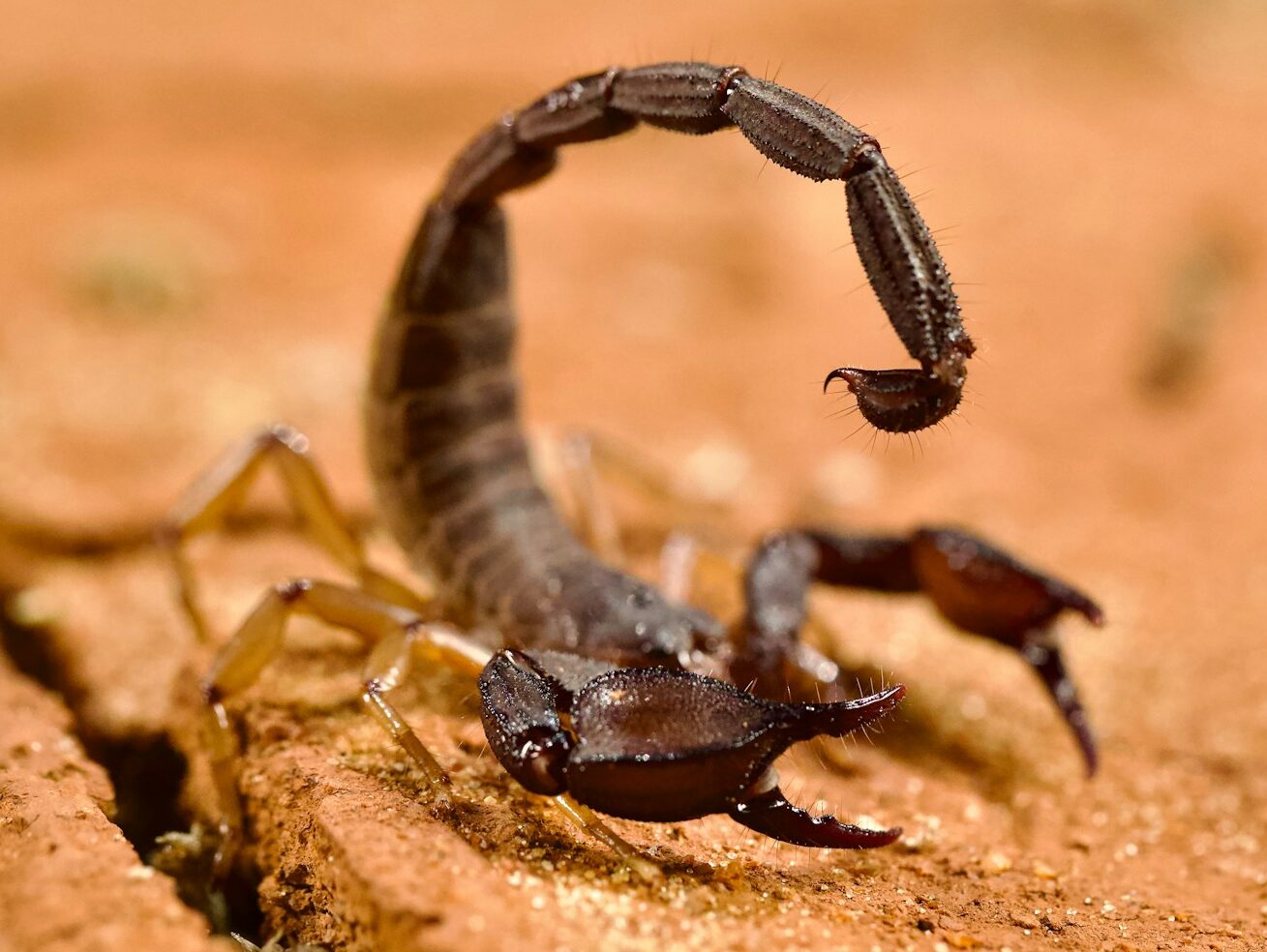 A scorpion crawling on a piece of wood