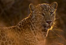 shallow focus photography of leopard
