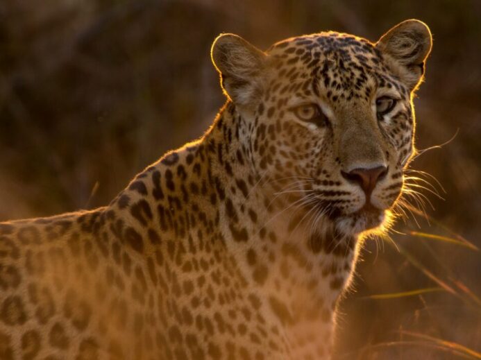 shallow focus photography of leopard