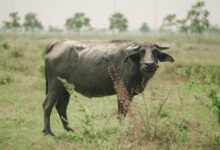 Photo of Water Buffalo on Grass Fields