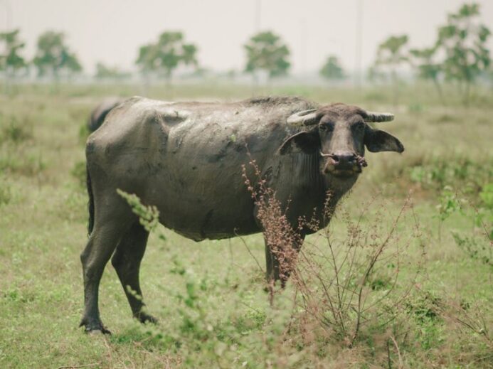 Photo of Water Buffalo on Grass Fields