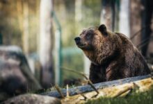 Close-up of a grizzly bear sitting peacefully in a forest setting, showcasing its powerful presence.