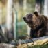 Close-up of a grizzly bear sitting peacefully in a forest setting, showcasing its powerful presence.