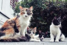 A family of adorable cats lounging outside on a sunny day.