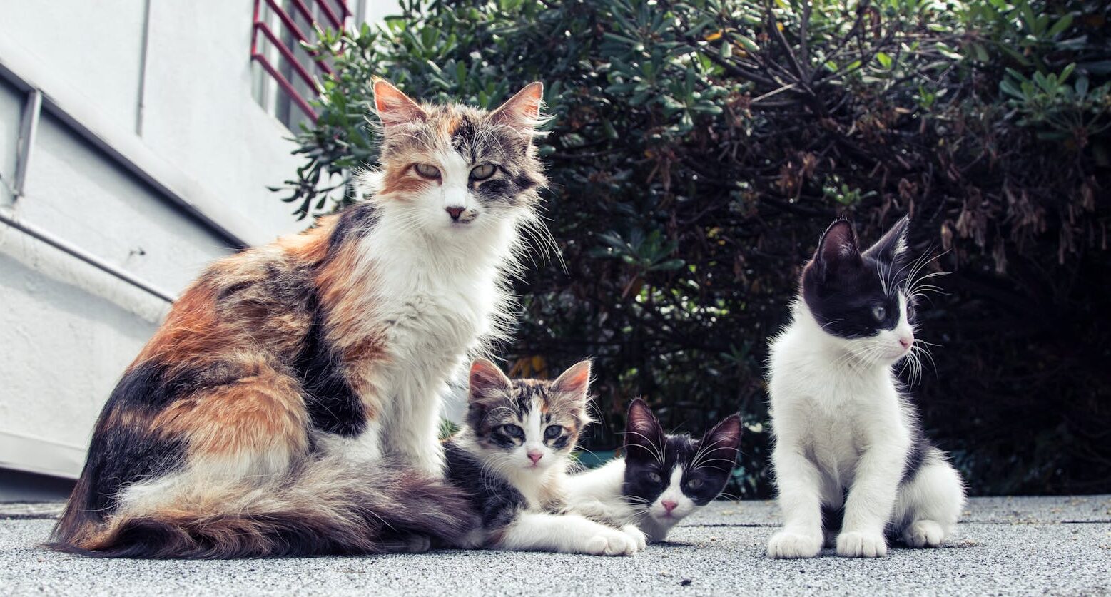 A family of adorable cats lounging outside on a sunny day.