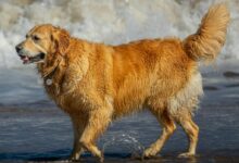 A happy Golden Retriever playing in the ocean waves on a sunny day at the beach.