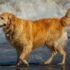 A happy Golden Retriever playing in the ocean waves on a sunny day at the beach.