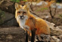 A red fox with stunning fur sits in a forested area, showcasing its natural beauty and alertness.