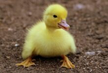Cute yellow duckling sits on earthy ground, capturing innocence and natural beauty.