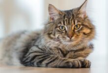 Fluffy tabby cat lounging indoors, exuding calm and curiosity.
