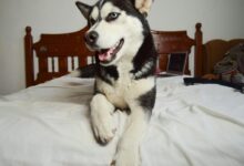 black and white husky on white bed