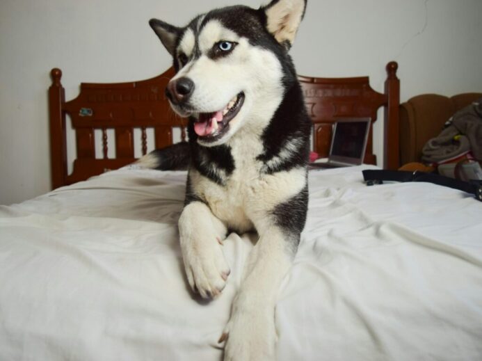 black and white husky on white bed