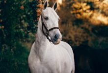 A beautiful white horse stands proudly in a sun-dappled Brazilian rural landscape.