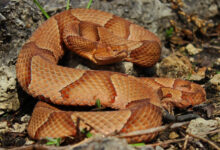 Osage Copperhead (Agkistrodon contortrix phaeogaster)