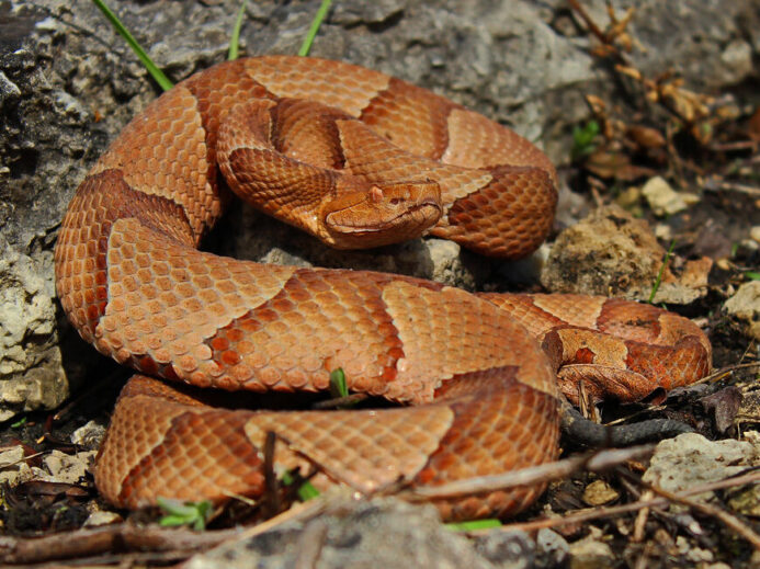 Osage Copperhead (Agkistrodon contortrix phaeogaster)