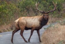 A stunning elk with antlers crosses a quiet forest road during autumn, showcasing wildlife in nature's splendor.