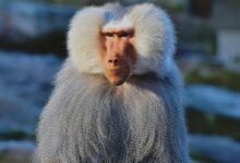 Close-up image of a baboon in Munich zoo, showcasing its expressive gaze and detailed fur.