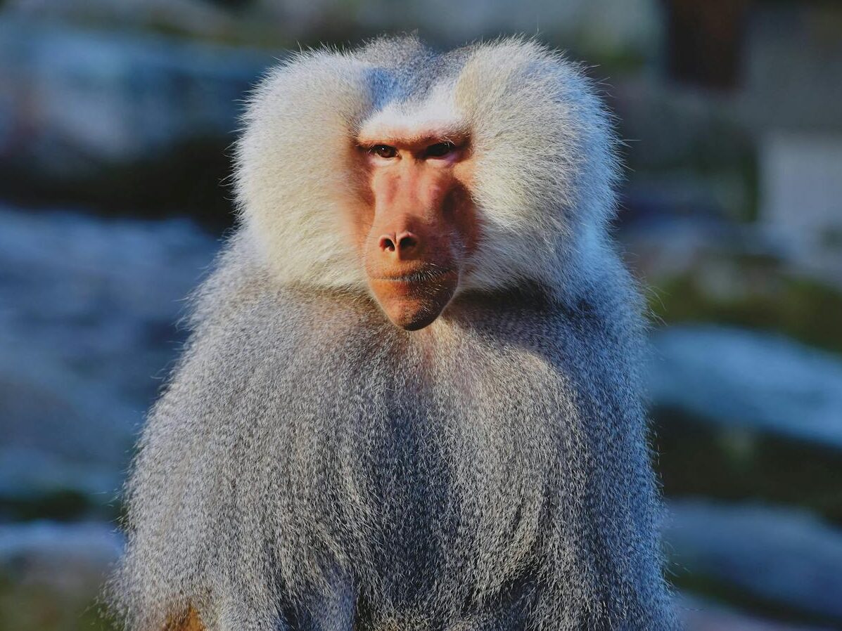 Close-up image of a baboon in Munich zoo, showcasing its expressive gaze and detailed fur.