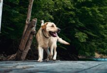 A happy Labrador Retriever dog walking on a wooden deck in a lush green outdoor setting.