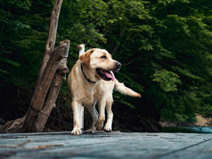 A happy Labrador Retriever dog walking on a wooden deck in a lush green outdoor setting.