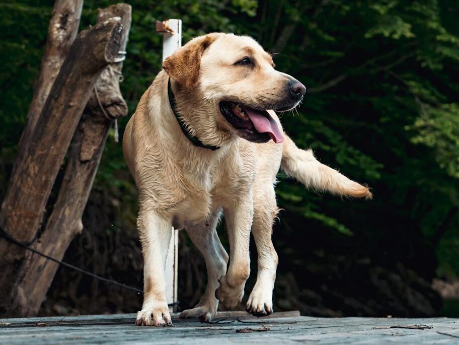 A happy Labrador Retriever dog walking on a wooden deck in a lush green outdoor setting.
