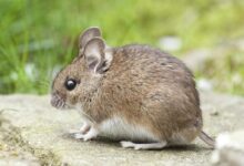 Adorable wood mouse with button eyes sitting on a rock outdoors, showcasing its brown fur and long whiskers.