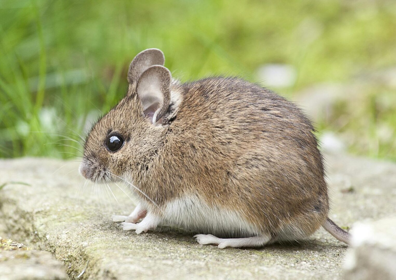 Adorable wood mouse with button eyes sitting on a rock outdoors, showcasing its brown fur and long whiskers.