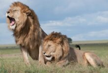 Two majestic lions roaring and relaxing in the vast savanna of Tanzania, showcasing wildlife in their natural habitat.