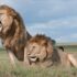 Two majestic lions roaring and relaxing in the vast savanna of Tanzania, showcasing wildlife in their natural habitat.