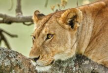 Close-up of a lioness resting on a tree branch, showcasing her majestic presence in the wild.