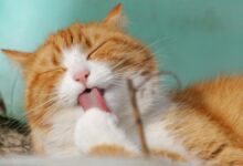 Close-up of a ginger tabby cat grooming itself outdoors in soft sunlight.