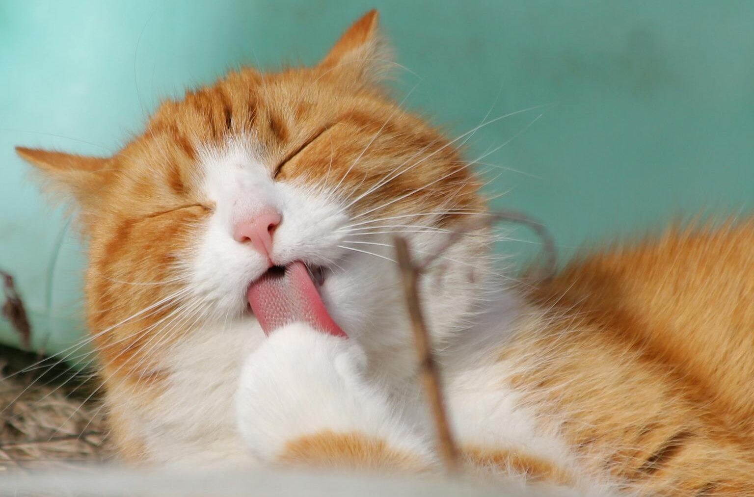 Close-up of a ginger tabby cat grooming itself outdoors in soft sunlight.