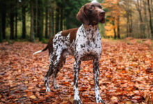 German Pointer